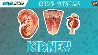 Renal  Kidney Anatomy Model [upl. by Beore]