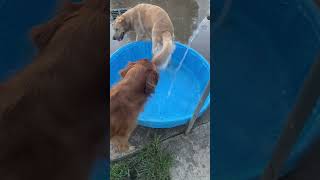 Two Golden Retrievers taking turns drinking water dog goldenretriverclub dogbreed doglife [upl. by Naujet]