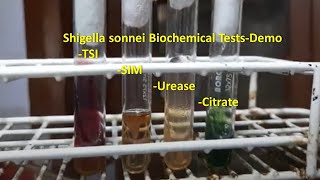 Shigella sonnei Biochemical Tests Demonstration [upl. by Nicky]