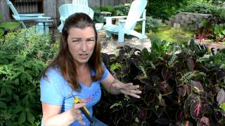 How to Trim Leggy Coleus Flowers [upl. by Eivol]