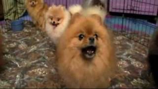 Dogs 101 Pomeranian [upl. by Rothenberg]