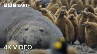 Incredible 4K Nature Scenes Narrated By David Attenborough  BBC Earth [upl. by Lucina]