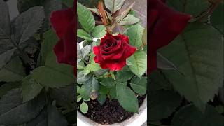 How to Grow Roses Plant at Home 🌹 💐 Propagation of Roses plants shorts flowers [upl. by Gwendolen]