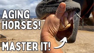 How to Age Horses by Their Teeth  Tenerife Horse Rescue [upl. by Ochs767]