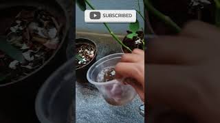 How to use vermicompost tea shorts liquidfertilizer [upl. by Geoffry323]