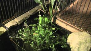 Otter eating goldfish in home pond [upl. by Goda932]