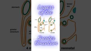 What are the layers of greater omentum Formation of greater omentum shorts peritonealfolds [upl. by Anoel]