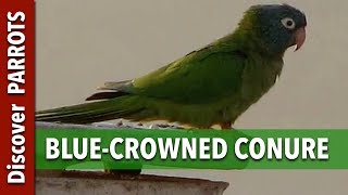 Bluecrowned Conure in Tenerife  Discover PARROTS [upl. by Eikcir]