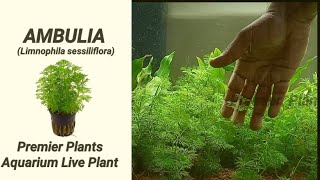 Ambulia plant care  Limnophila sessiliflora aquarium plant care with English Subtitle [upl. by Aber440]