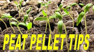 How To Use Peat Pellets To Start Seedlings [upl. by Lenwood]