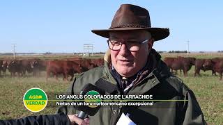 Angus Colorados del Centro cualidades de los animales que se subastarán el 16 de agosto [upl. by Cocke213]