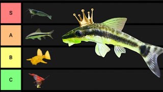 Ranking The BEST Algae Eaters [upl. by Honora590]