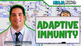 Immunology  Adaptive Immunity [upl. by Rennug]