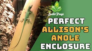 Species Spotlight All About Anoles [upl. by Giltzow]