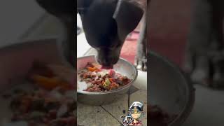 amstaff puppy dog bluenose breakfast kaitime food chillvibes americanstaffordshire [upl. by Bricker688]