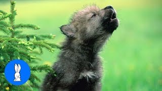 Baby Wolf Pups Howling  CUTEST Compilation [upl. by Esilrahc]