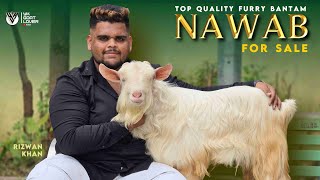 Top Quality Bantam NAWAB 👑 For Sale at RIZWAN KHAN I YK Goat Lover [upl. by Yelekalb300]