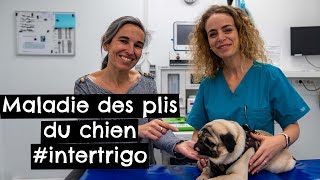 Maladie des plis du chien 🐶 intertrigo [upl. by Durante]