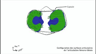 Anatomie du genou [upl. by Eneryc533]