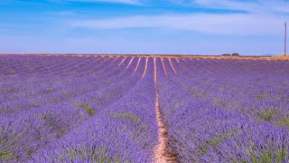 Lavanda Como Cultivar e Aproveitar Todo o Potencial Dessa Planta [upl. by Noryd]