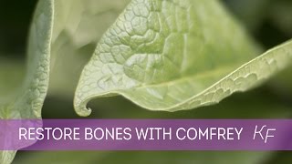 Comfrey  Part I How this Herb Restores Broken Bones Fractures and Ligaments Naturally [upl. by Harhay]