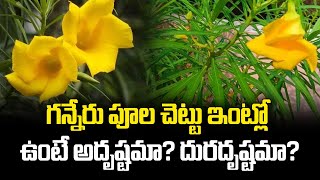 గన్నేరు పూల చెట్టు ఇంట్లో ఉంటే అదృష్టమా దురదృష్టమా  Ganneru puvvu  Talapatram [upl. by Arrekahs]