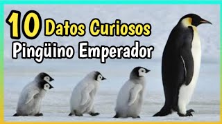 Cinco Pequeños Pingüinos Cantar Junto a la Cancion para Bebés [upl. by Adnaral]