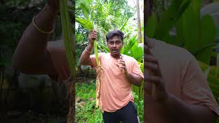 koovai kilangu agriculture tamil mythirdeye farming reels usa food singapore uae [upl. by Adivad]