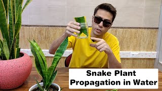 Snake Plant Propagation in Water The Art of Growing Snake Plants [upl. by Aimil]