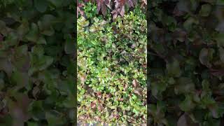 Healthy and Fresh Longetivy Spinach shortvideo nature chinesegarden ediblegarden kitchengarden [upl. by O'Connell]