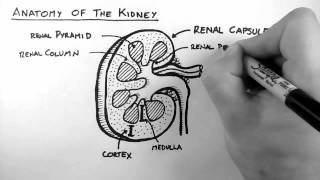 Renal Anatomy 1  Kidney [upl. by Vasiliu]