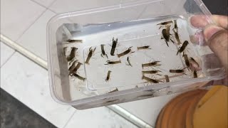 EP 32  Creating an Easy Simple Dwarf Crayfish Tub for Breeding IT WORKED [upl. by Dnaletak478]