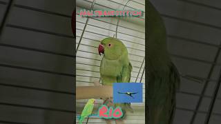 🦜 Halsbandsittich Rio 🦜 [upl. by Crandale813]