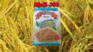 Mali 363rabi paddy120 ru 125 daymali seeds125 to 130 dayrrabi dhan120dinia dhan [upl. by Aicercal]