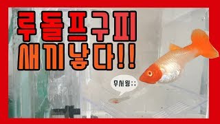 루돌프구피의 출산 새끼 잡아먹는 엄마 ㄷㄷ [upl. by Karlens]