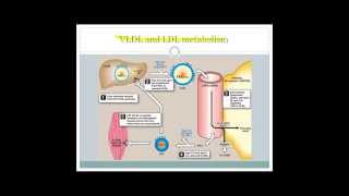 Lipoproteins and dyslipidemia [upl. by Attevad503]