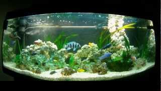 Cichlids Malawi Tanganyika 450L [upl. by Gertrude]