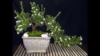 Serissa Foetida Bonsai [upl. by Asaert]