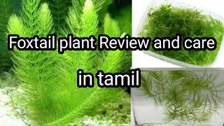 How to grow foxtail plant in tamil  Beginners easy plant [upl. by Kersten]