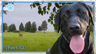 🔴LabsLive Part 13 Labrador Retrievers and Relaxing Music for Dogs [upl. by Lertnahs]