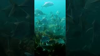 😱 RARE Guitar Shark Encounter 🎸🦈 UNREAL Underwater Footage scubadiving richelieurock thailand [upl. by Willard628]