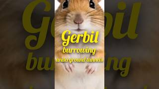 Gerbil burrowing underground tunnels in the wild pukhtanaRelaxingworldsurvivingvlogsanimals [upl. by Devona]