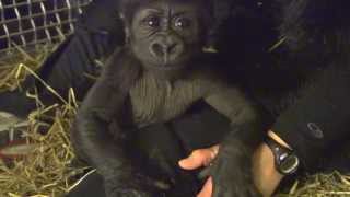 Gorillafication of Baby Gorilla Kamina Week 8  Cincinnati Zoo [upl. by Rissa]