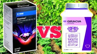 Exponus vs Gracia Insecticides Telugu  basf exponus insecticide telugu  godrej Gracia Insecticide [upl. by Vorfeld]