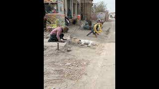 Prank with dog animal funny video shorts viral [upl. by Luther]