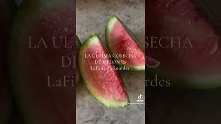 LA ULTIMA COSECHA DE MELON 🍉 [upl. by Pate]