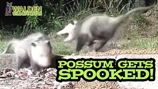 Silly possums [upl. by Nylyrehc]