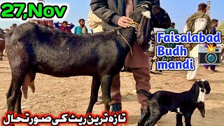 Today Latest Update Faisalabad Bakra Mandi  pardesi Mandi  November 27 2024 [upl. by Vanya]