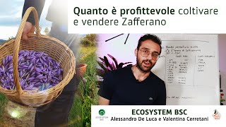 Quanto è PROFITTEVOLE coltivare e vendere Zafferano [upl. by Loziram]