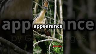 Meet the Hoatzin [upl. by Hanleigh]